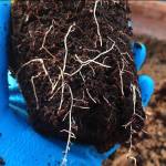 Organic gardening with Vermicompost, Bone Meal, Blood Meal, Fish Meal & Neem Cake