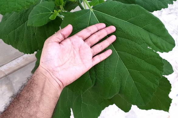 How to grow Fig Plant from cutting in Hydroponic System