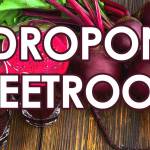 Beetroot in hydroponics System by Pakistan Hydroponics
