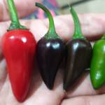 Corss of Hungarian Hot Wax Pepper and Black Pearl Pepper - Hydroponics in Pakistan by Pakistan Hydroponics
