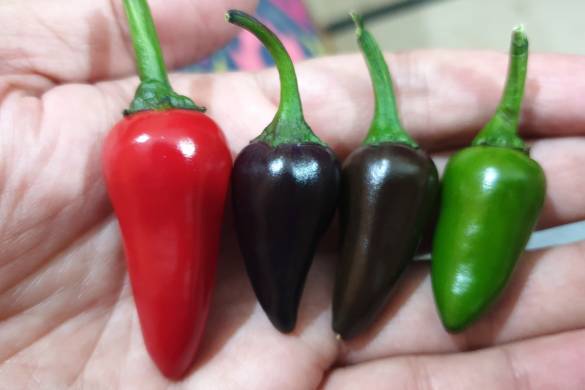 Corss of Hungarian Hot Wax Pepper and Black Pearl Pepper - Hydroponics in Pakistan by Pakistan Hydroponics