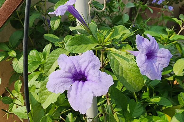Beneficial herbal and medicinal flowering plant with unbelieveable characteristics. Easy to grow