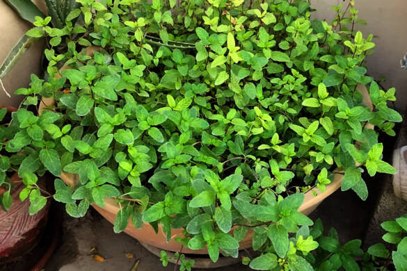 Special mint variety - Free for everyone