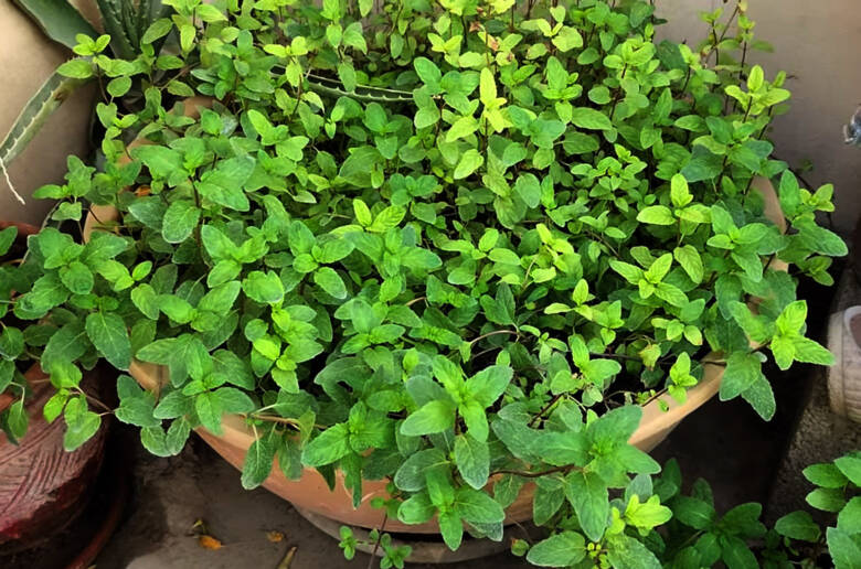 Special mint variety - Free for everyone