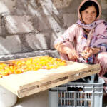 Apricot drying process by locals of Gilgit Baltistan near Hussaini Bridge-Women entrepreneurs of Gilgit Baltistan-Tourist attraction