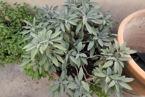 Benefits and Propagation of sage plants - A very beneficial medicinal herb for your health
