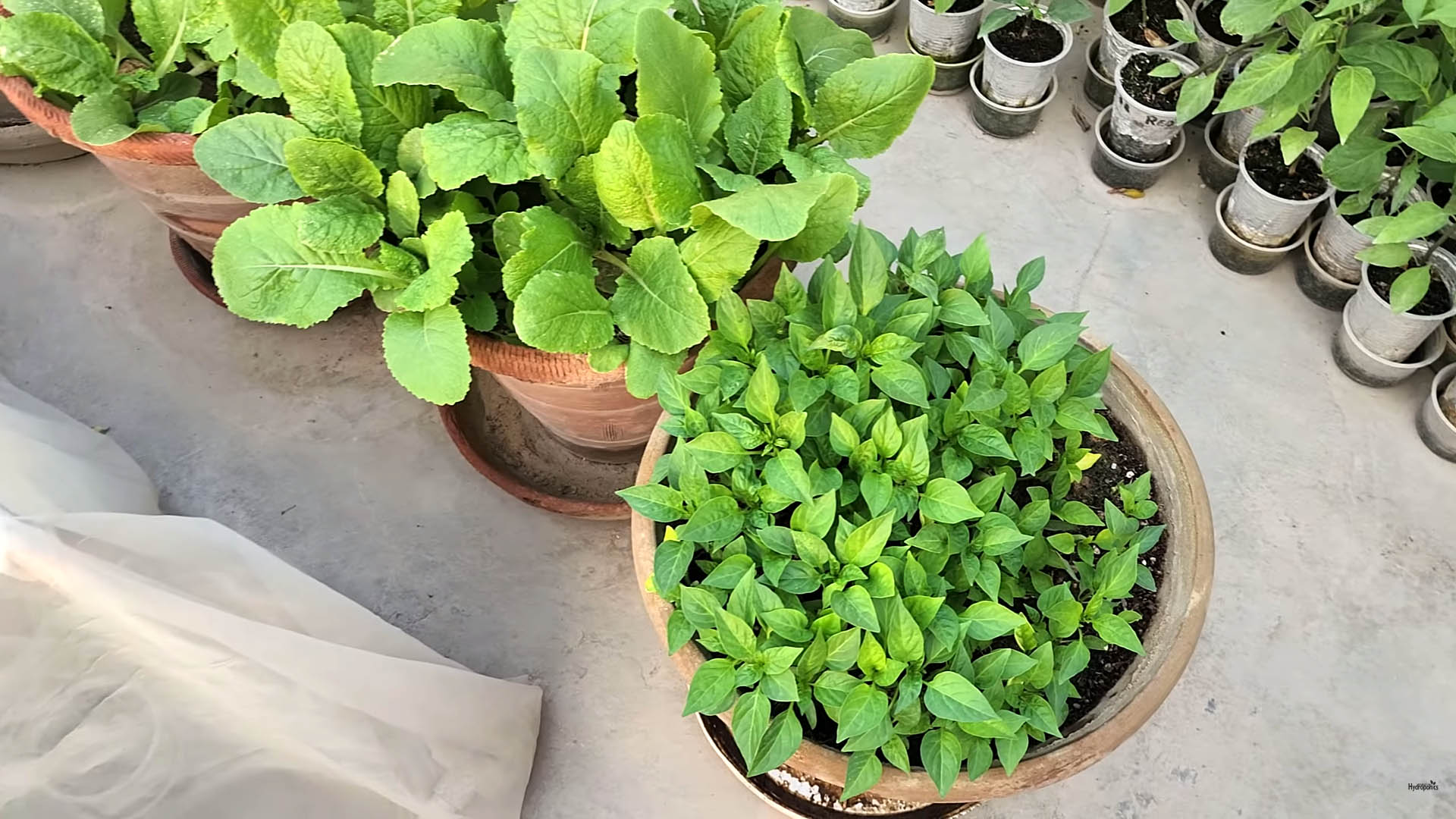 Capsicum plants, Jalapenos Plants, Corbaci Plants, Lemon Basil, Thai