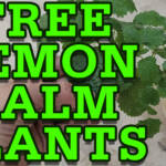 Free lemon balm plants for everyone