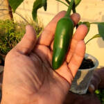 Jalapeno pepper plants in hydroponics are now being transferred to soil