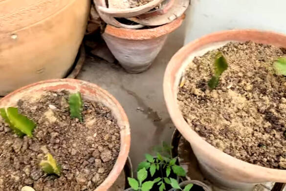 How to grow Different Varieties of Dragon Fruit Plants in Clay Pots Containers for Your rooftop terrace & backyard Kitchen Garden