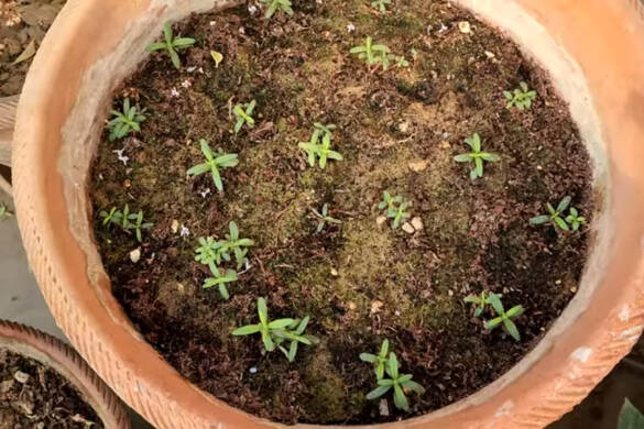 How to grow Rosemary Plants in Hydroponic Substrate Based Systems for Rooftop terrace and backyard Kitchen Gardening by Pakistan Hydroponics