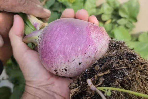 How to grow and maximize yield: Harvesting Turnip Plants in Your Kitchen Garden with Expert Tips