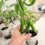 Jimmy Nardello Pepper Plant & Buena Mulata Pepper Plant in Hydroponic Substrate Based System