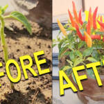 From Fading Seedling to Pepper Paradise The Rescue of a Rare Exotic Pepper Plant (Growth Time Lapse)