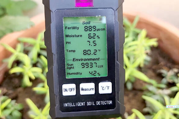 STOP! You're Killing Your Rosemary Plants! 😱 The pH Mistake & Acid to AVOID!