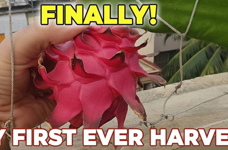 From A Cutting To My First Ever Dragon Fruit Harvest-1.5 Year Journey