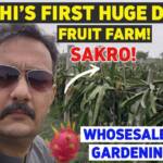 Karachi's First Dragon Fruit Farm - A Huge Success at Sakro (Wholesale Rates & Gardening Tips)