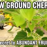 Grow Ground Cherries in Hydroponics My Complete Guide (From Seed to Abundant Harvest)