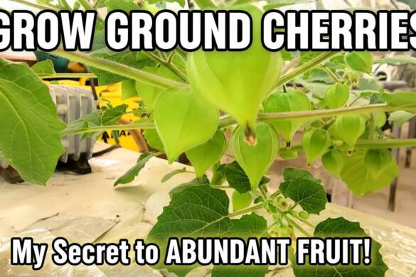 Grow Ground Cherries in Hydroponics My Complete Guide (From Seed to Abundant Harvest)