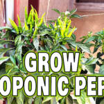 Grow Hydroponic Peppers in small plastic cups