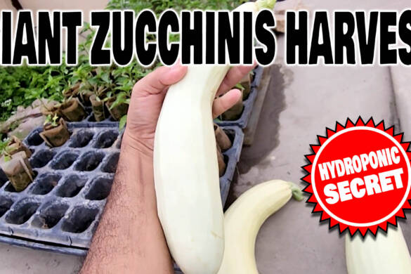 How I Grew a GIANT ZUCCHINI in a Hydroponic Bucket System First HUGE Harvest!