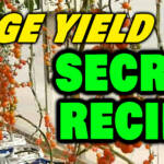 Secret Recipe for Huge Yields & Big Sweet Fruits 🍓🌱 (Unbelievable Results!) Soil & Hydroponics