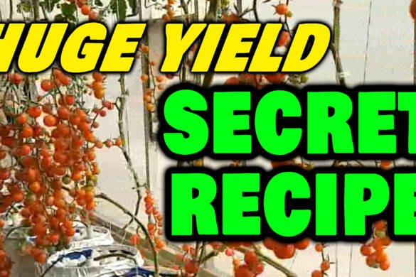 Secret Recipe for Huge Yields & Big Sweet Fruits 🍓🌱 (Unbelievable Results!) Soil & Hydroponics