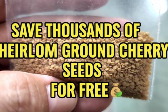Stop Buying Seeds! Save Thousands of Heirloom Ground Cherry Seeds for Free - Simple & Easy Method DIY