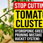 Stop Cutting Off Tomato Clusters! Hydroponic Greenhouse Pruning Mistake (Hydroponic Dutch Bucket System)