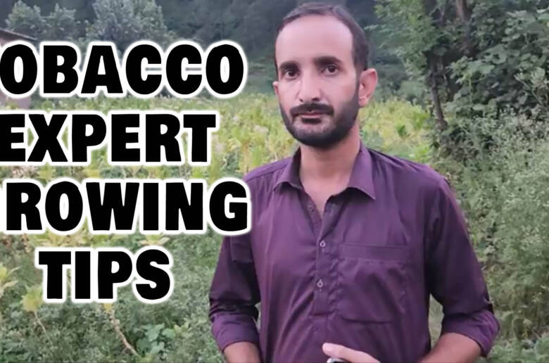 Tobacco Expert Growing Tips by Tobacco Expert Grower