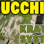 Grow Zucchini in Hydroponic Kratky System & Soil - Saved Zucchini Seeds for next plantation