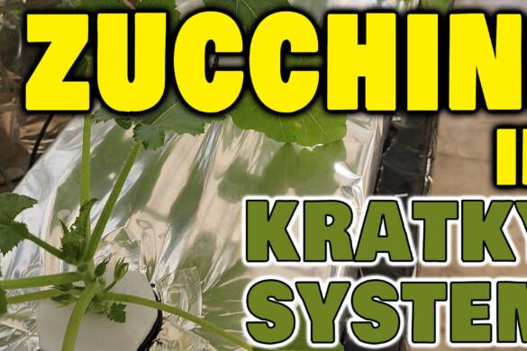 Grow Zucchini in Hydroponic Kratky System & Soil - Saved Zucchini Seeds for next plantation