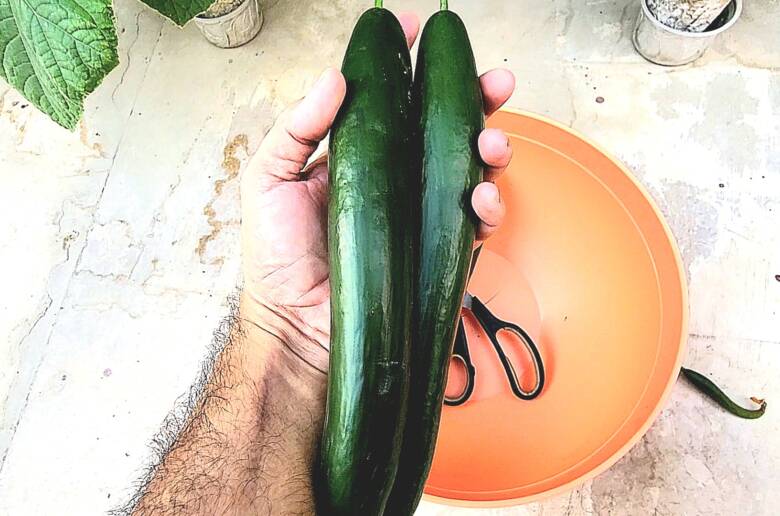 Huge yield of Cucumbers in Hydropoics-Grow Hydroponic Cucumbers in small space
