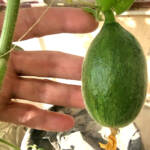How to Grow loads of Muskmelon in Small Cups - Hydroponic Secret Tip