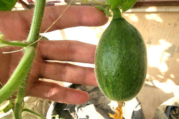 How to Grow loads of Muskmelon in Small Cups - Hydroponic Secret Tip