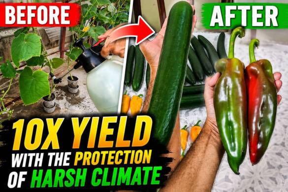How to Make Extremely Powerful Homemade Organic Biostimulant for 10x Crop Yield & Climate Protection