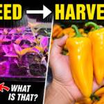 Hydroponic Sweet Peppers Seed to Harvest - Dutch Bucket Greenhouse Full Grow