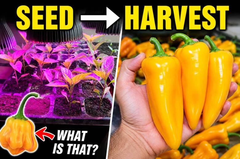 Hydroponic Sweet Peppers Seed to Harvest - Dutch Bucket Greenhouse Full Grow