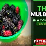 I Grew Thai Mulberry in a Pot & Harvested Fruits Using ONLY Organic Methods