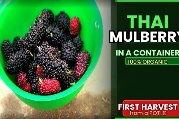 I Grew Thai Mulberry in a Pot & Harvested Fruits Using ONLY Organic Methods