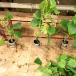 how I get healthy cucumber plants and harvest - My Gardening Secret Tip