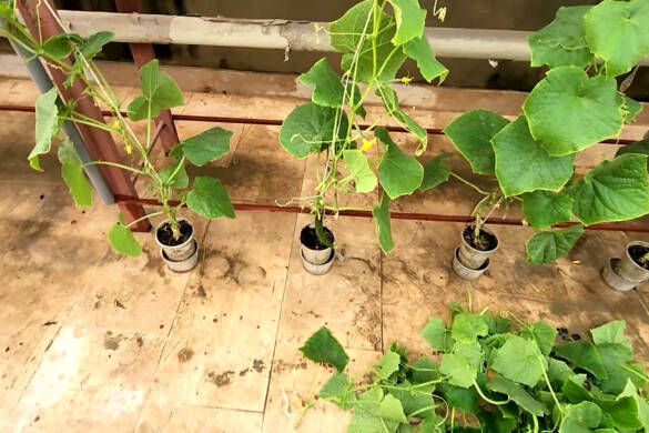 how I get healthy cucumber plants and harvest - My Gardening Secret Tip