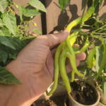 6 Rare Heirloom Peppers Grown in Cocopeat Hydroponics (FREE Seeds Inside!)