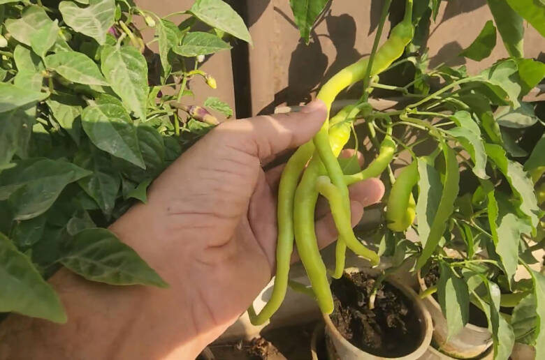 6 Rare Heirloom Peppers Grown in Cocopeat Hydroponics (FREE Seeds Inside!)