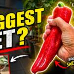 Biggest Pepper in te world