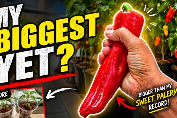 Biggest Pepper in te world