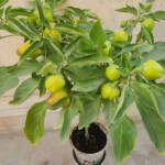 How This Small Plastic Cup Is Growing SO MANY Bell Peppers