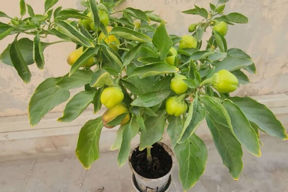 How This Small Plastic Cup Is Growing SO MANY Bell Peppers