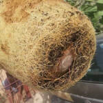 How to Root Mulberry Cuttings in Cocopeat — And They Started FRUITING! Complete Guide
