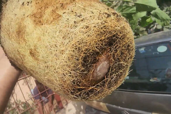 How to Root Mulberry Cuttings in Cocopeat — And They Started FRUITING! Complete Guide
